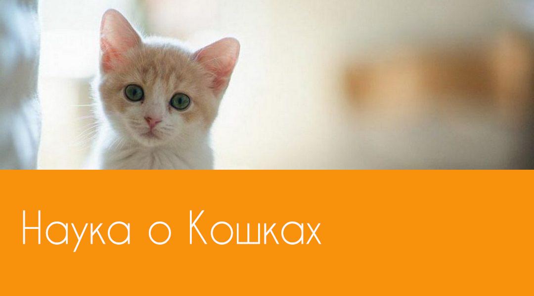 Наука о Кошках (nauka-o-koshkah) Познавательное