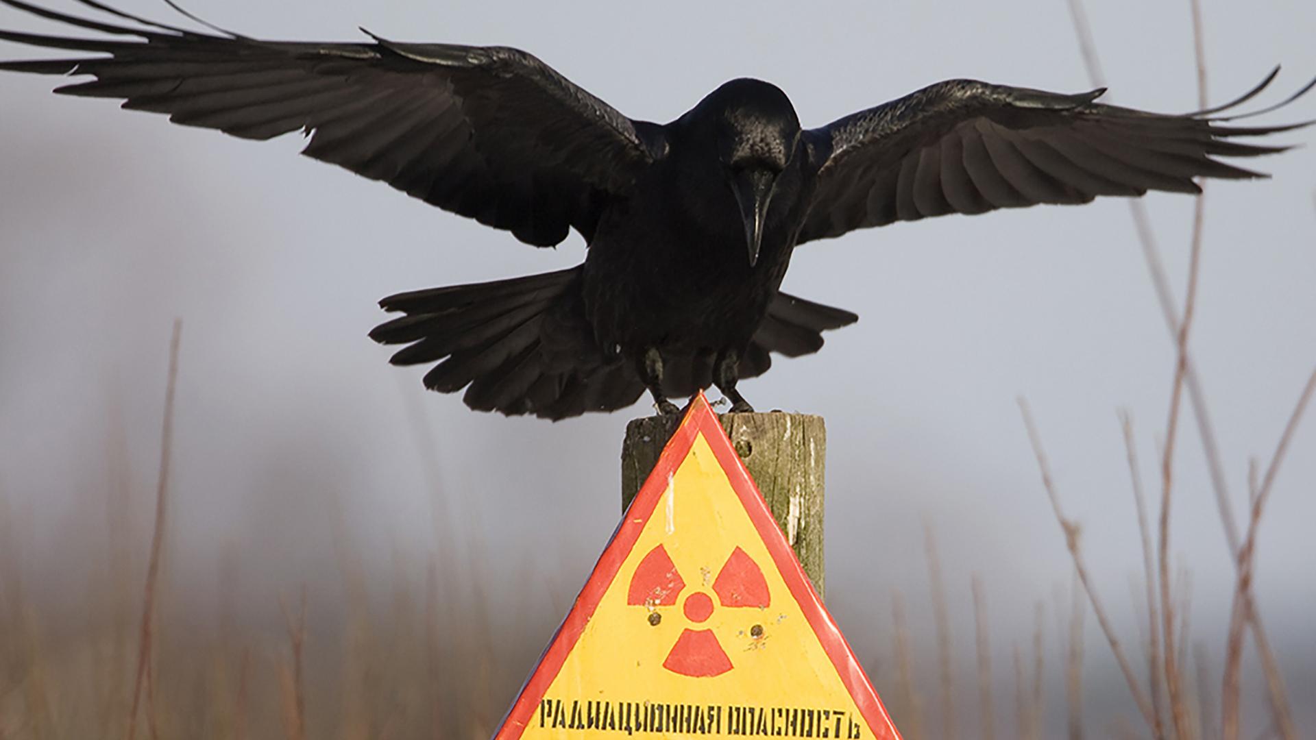 Чернобыльские джунгли (chernobylskie-dzhungli) Документальный сериал