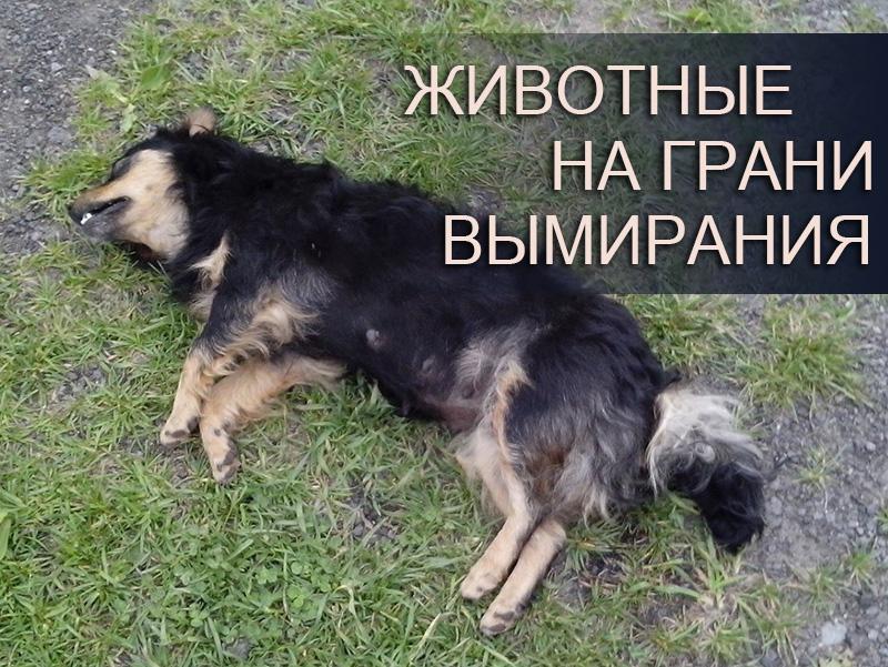 Животные на грани вымирания (zhivotnye-na-grani-vymiranija) Документальный сериал