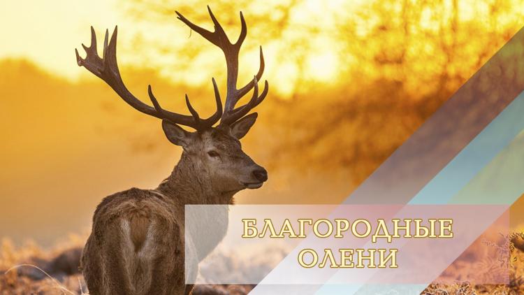 Постер Благородные олени