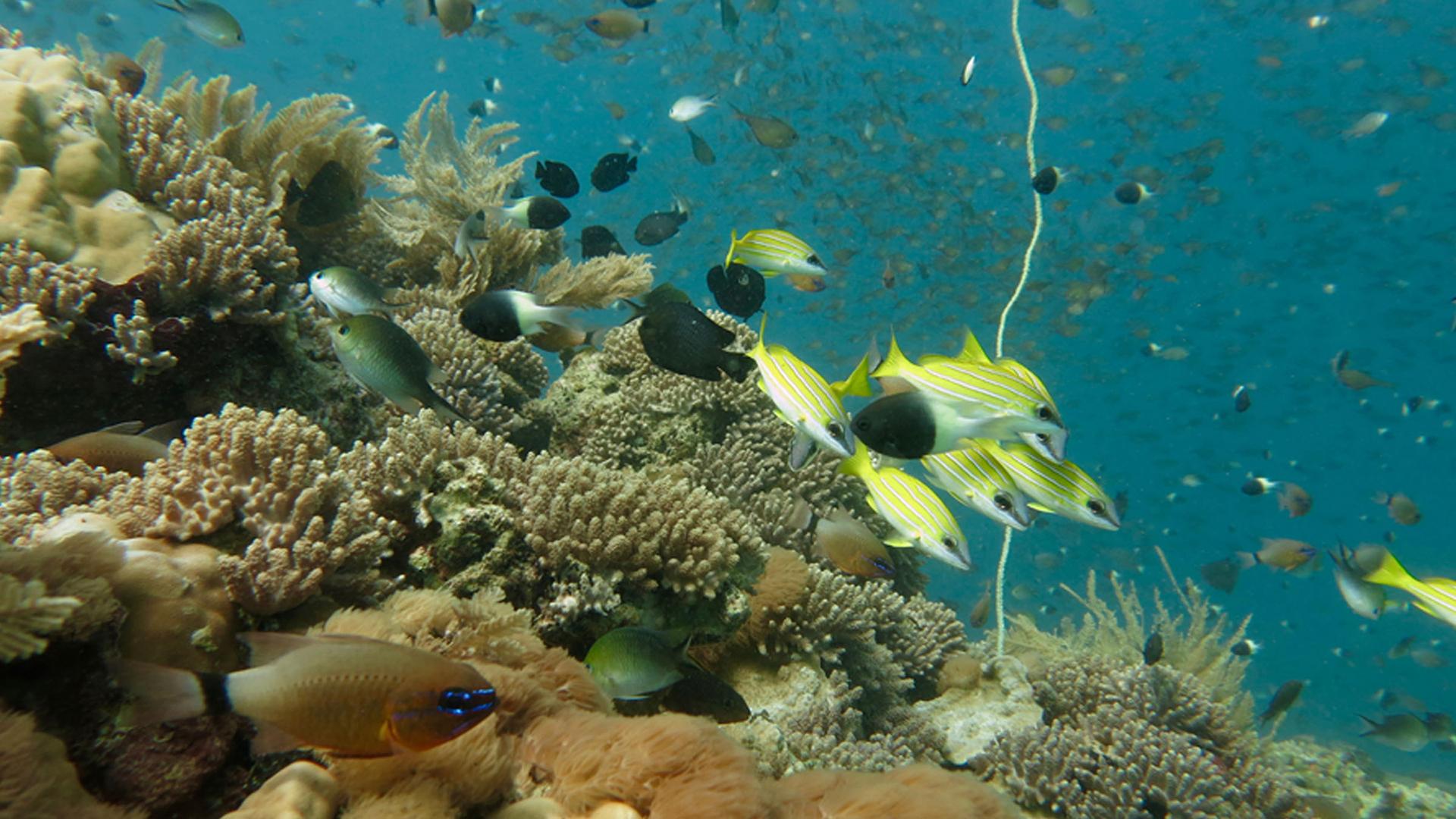 Джейн Гудолл: спасение рая (dzhejn-gudoll-spasenie-raja) Документальный фильм