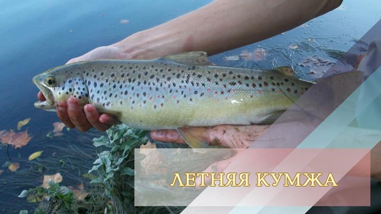 Постер Летняя кумжа