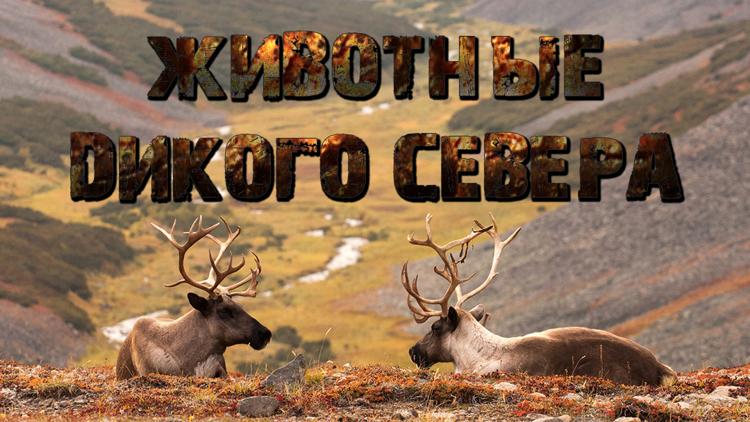 Постер Животные дикого Севера