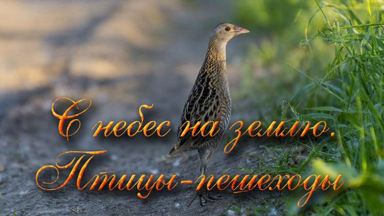 Постер С небес на землю. Птицы-пешеходы