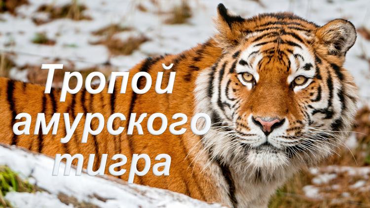 Постер Тропой амурского тигра