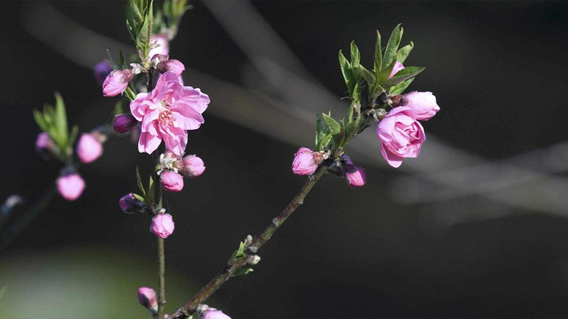 На пути благовоний: аромат Флореса (na-puti-blagovonij-aromat-floresa) Документальный фильм
