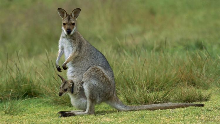 Постер Bébés animaux du monde sauvage