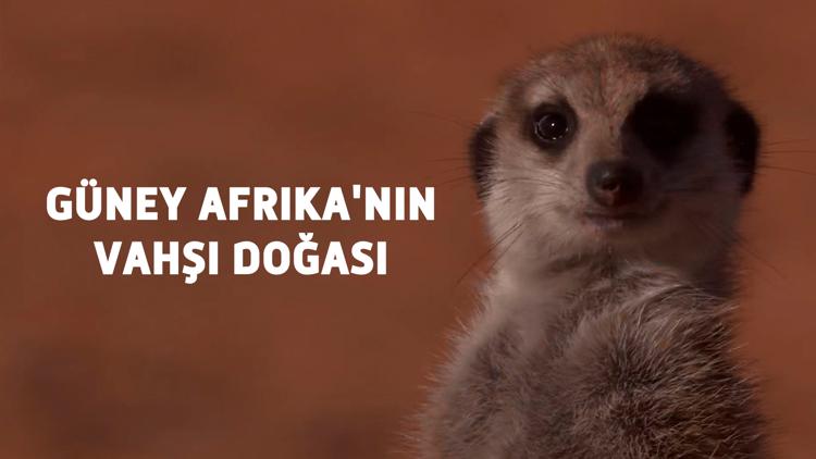 Постер Güney Afrika'nın Vahşi Doğası