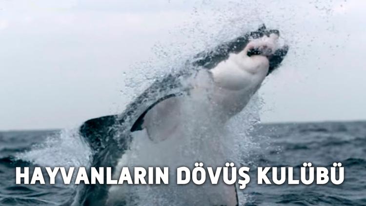 Постер Hayvanların Dövüş Kulübü