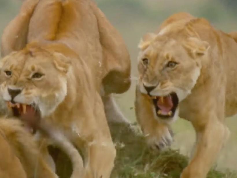 Vahşi Yaşam (vahi-yaam) Документальный фильм