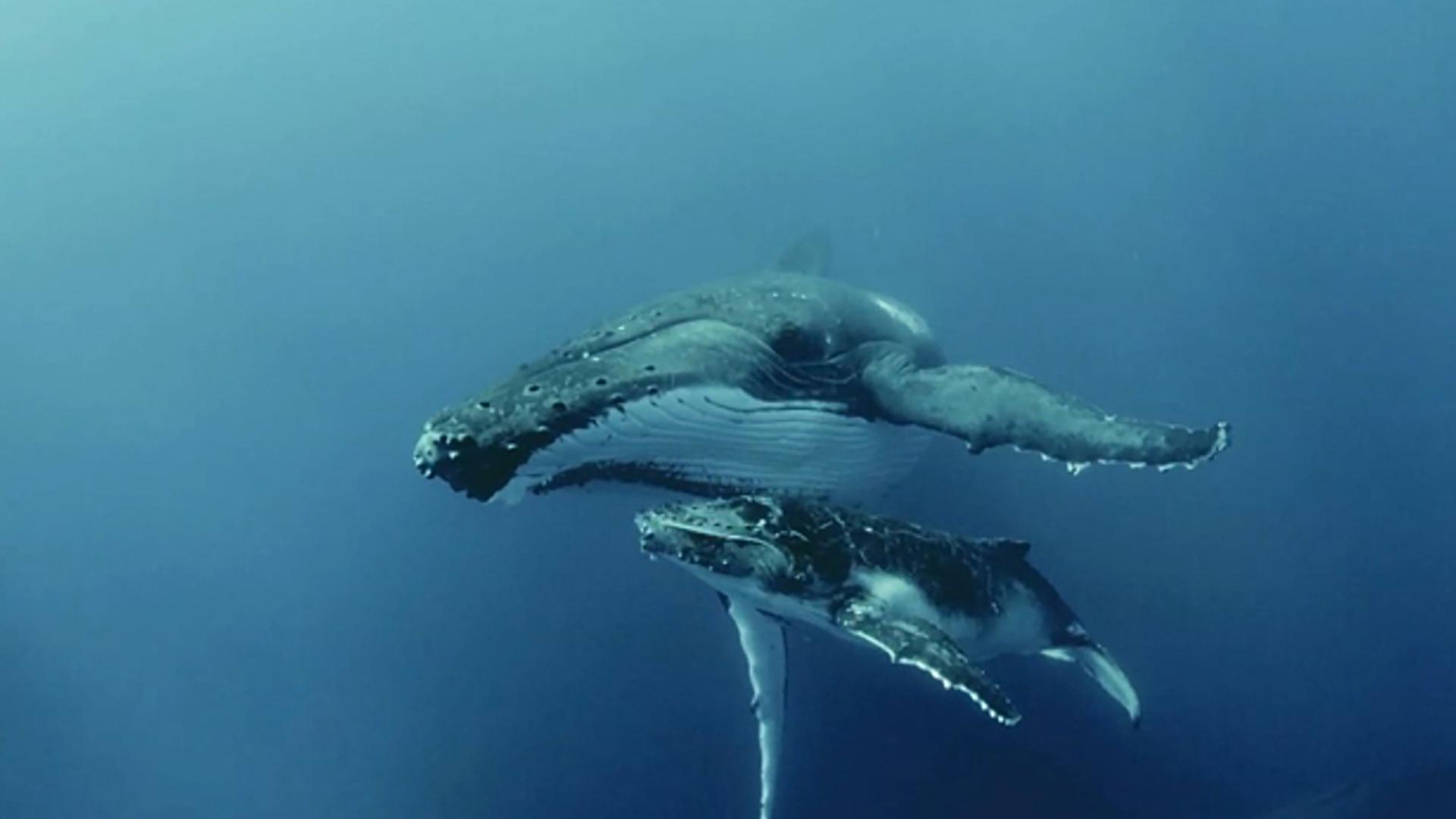 Оглушающий океан (oglushajuschij-okean) Документальный фильм