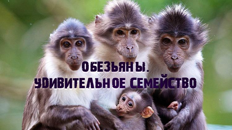 Постер Обезьяны. Удивительное семейство