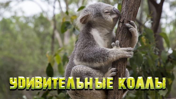 Постер Удивительные коалы