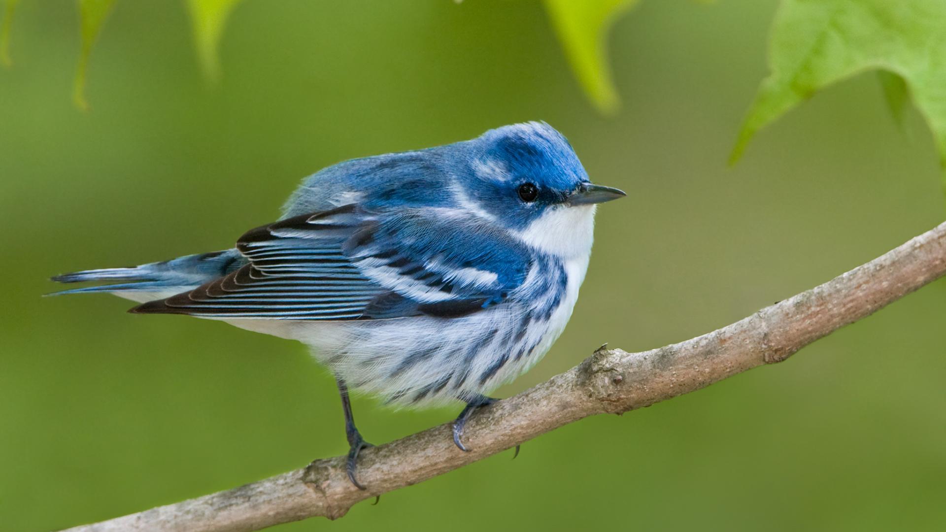 Птичья популяция (ptichja-populjatsija) Документальный фильм