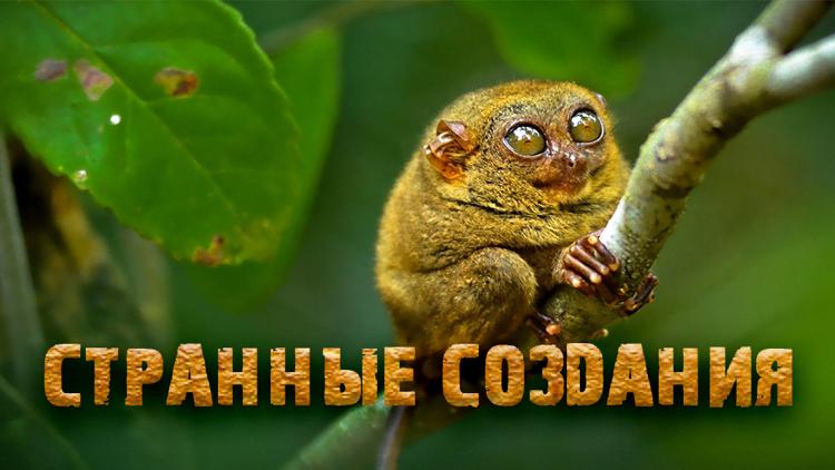 Постер Странные создания