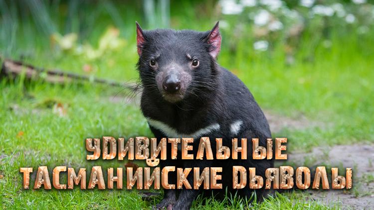 Постер Удивительные тасманийские дьяволы