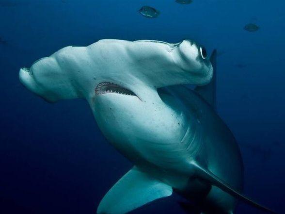 Обитатели глубин (obitateli-glubin) Документальный сериал