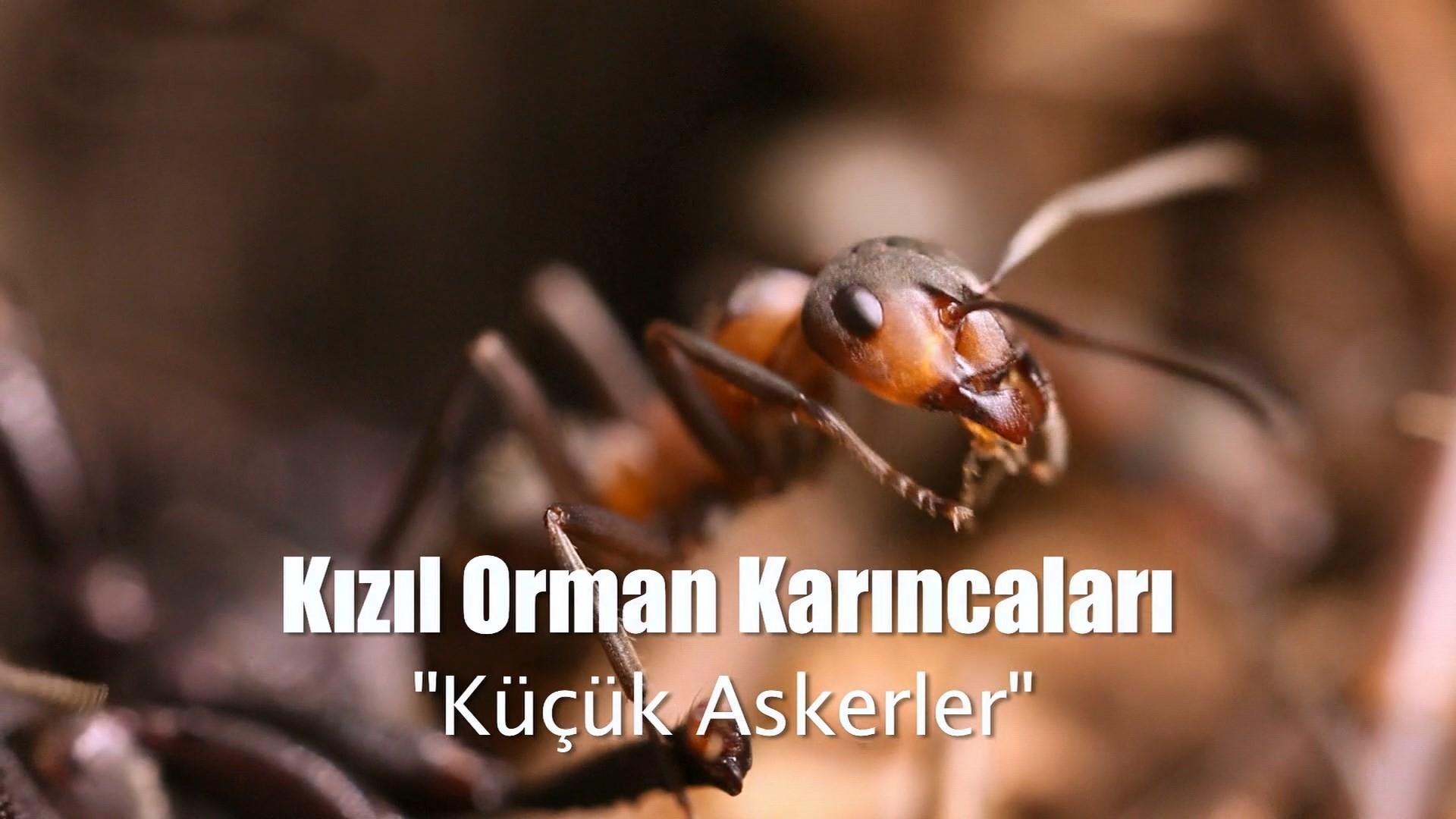Kızıl Orman Karıncaları (kzl-orman-karncalar) Документальный фильм