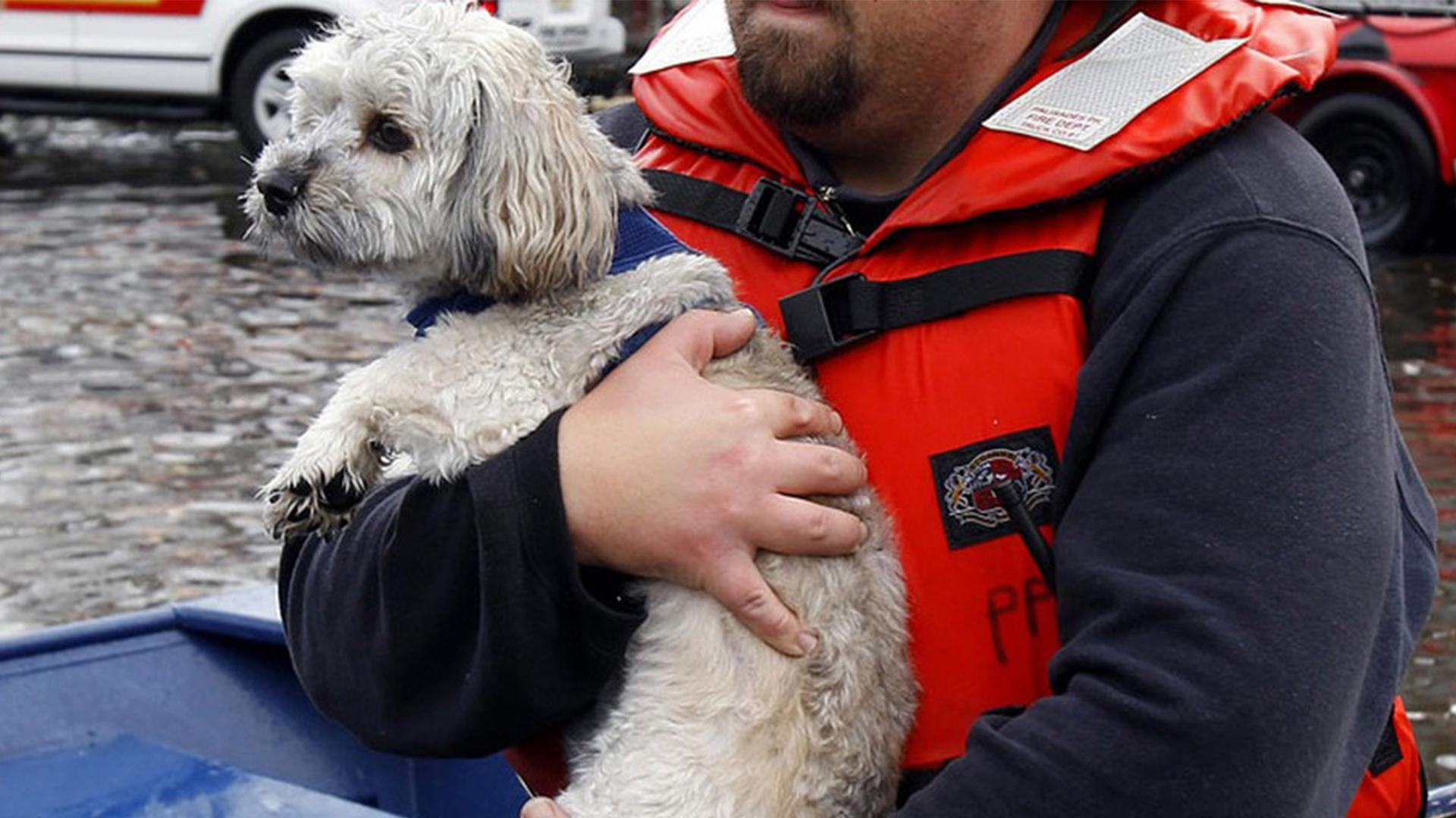 Спасение животных: ураган Харви (spasenie-zhivotnyh-uragan-harvi) Документальный фильм