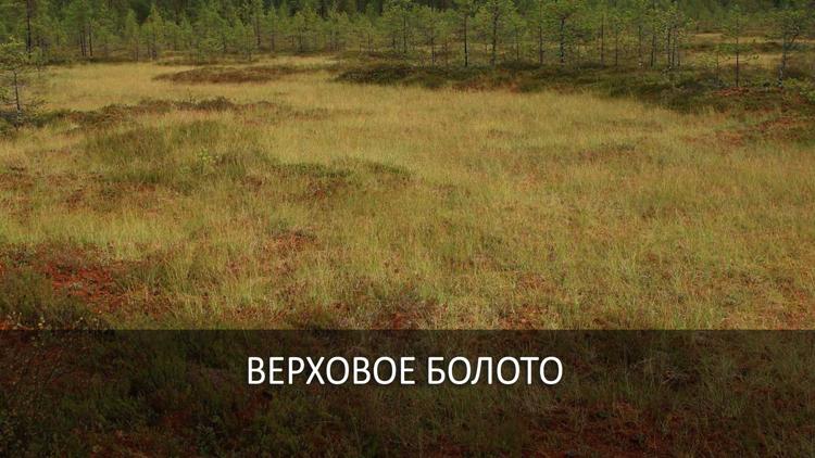 Постер Верховое болото