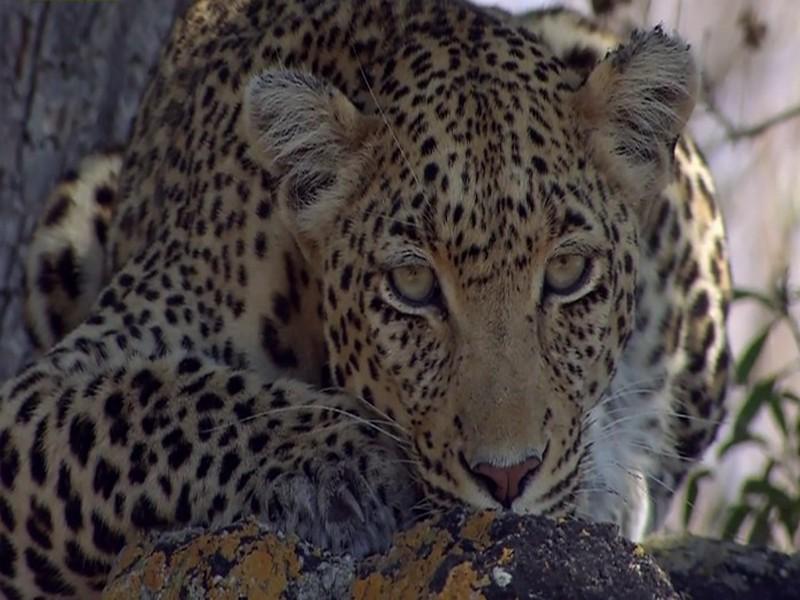 Timbavati: Bir Kedinin Öyküsü (timbavati-bir-kedinin-yks) Досуг, хобби