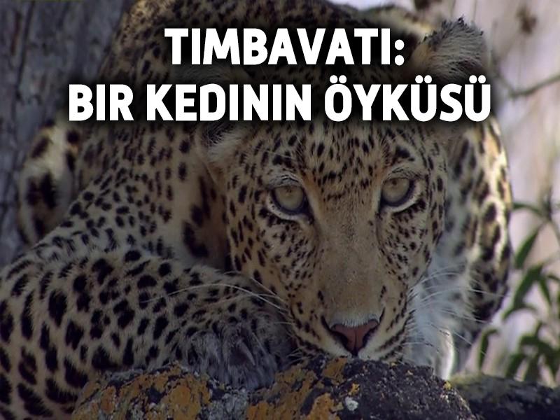 Timbavati: Bir Kedinin Öyküsü (timbavati-bir-kedinin-yks) Досуг, хобби