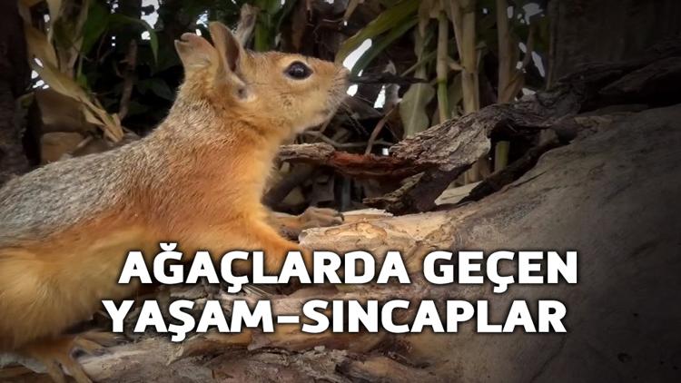 Постер Ağaçlarda Geçen Yaşam-Sincaplar