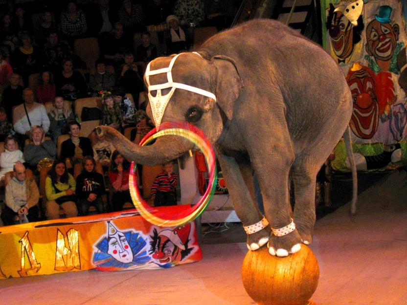 Цирковые животные (tsirkovye-zhivotnye) Документальный сериал