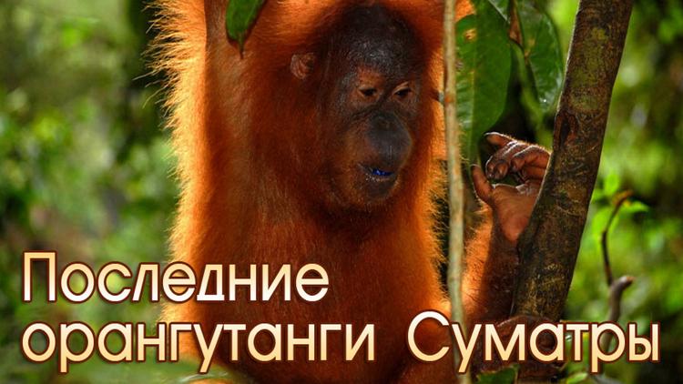 Постер Последние орангутанги Суматры