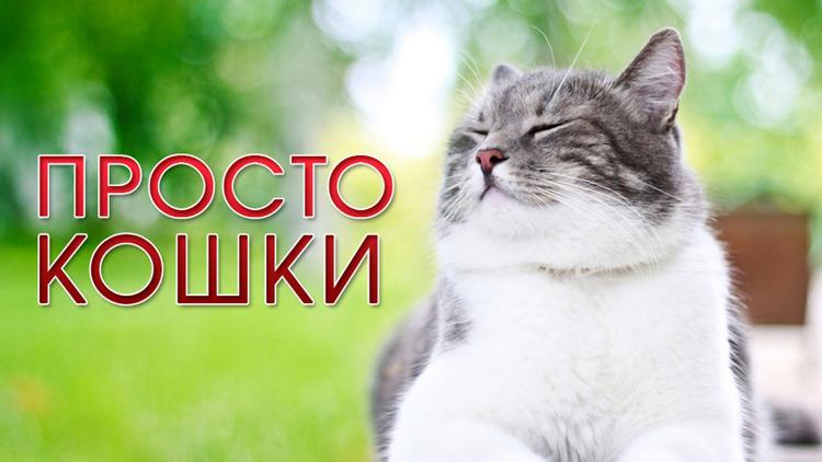 Постер Просто кошки