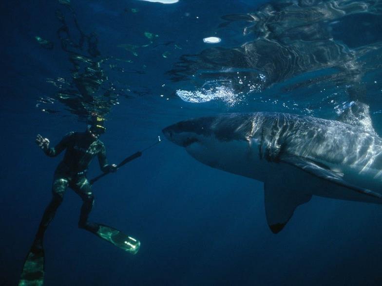Как не стать добычей акул (kak-ne-stat-dobychej-akul) Документальный сериал