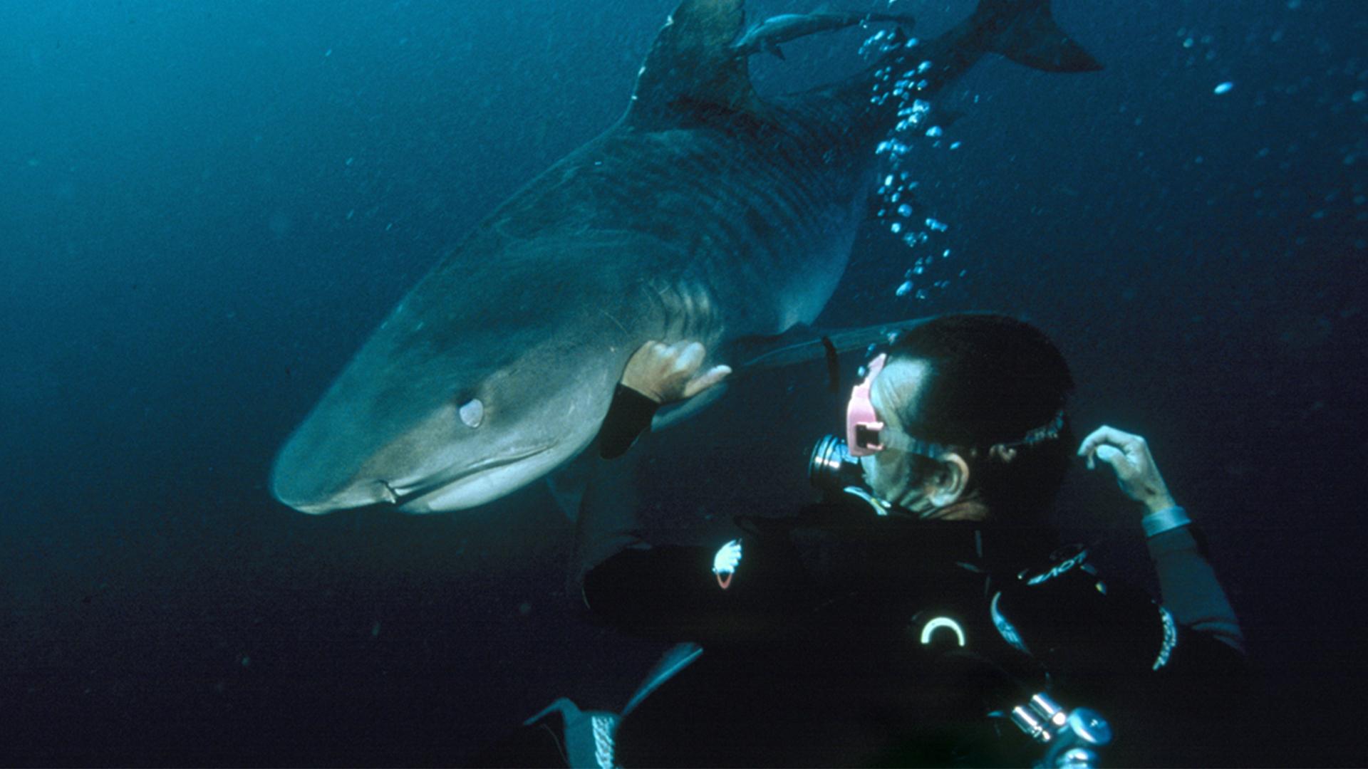 Бычьи акулы с Найджелом Марвеном (bychi-akuly-s-najdzhelom-marvenom) Документальный фильм