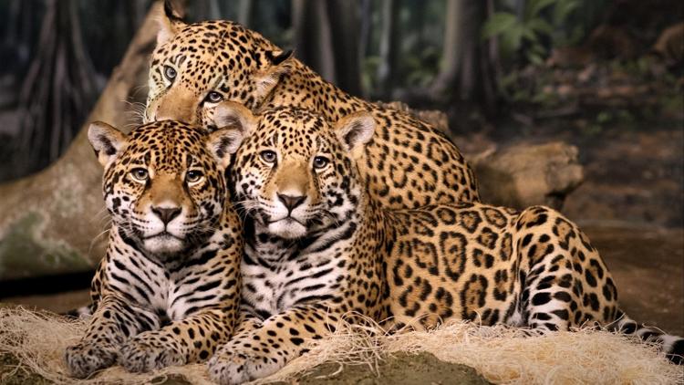 Постер Muriel Robin et Chanee sur la terre des jaguars