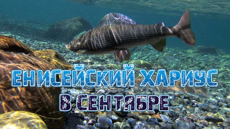 Постер Енисейский хариус в сентябре