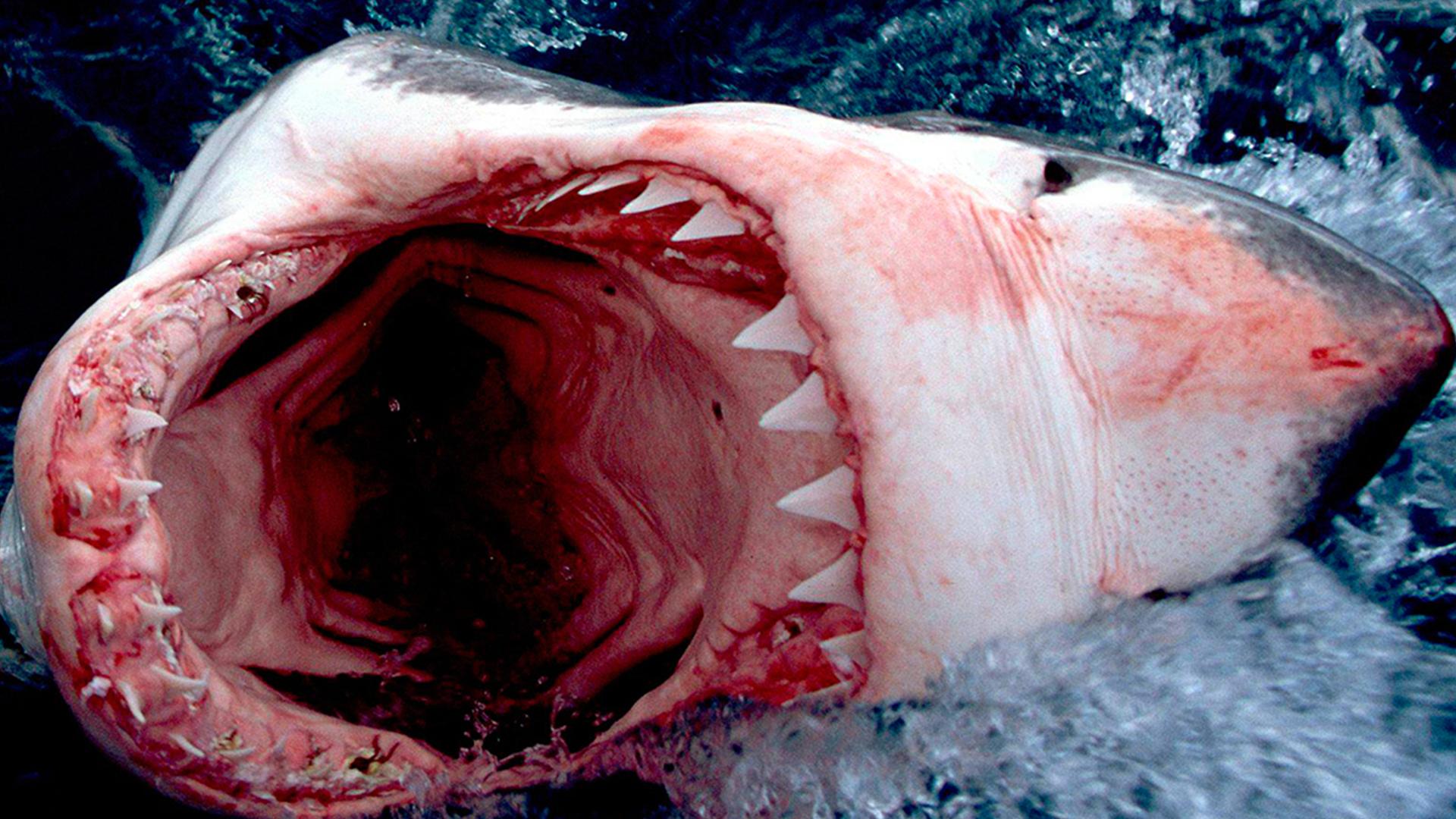 Остров гигантской акулы (ostrov-gigantskoj-akuly) Документальный фильм