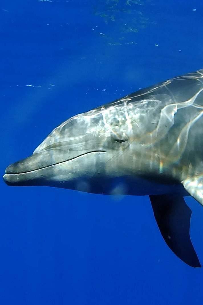 Mes amis les grands dauphins (mes-amis-les-grands-dauphins) Документальный фильм