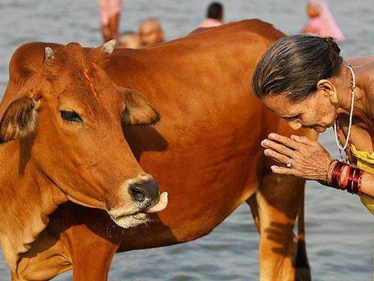 Иконы животного мира (ikony-zhivotnogo-mira) Документальный сериал