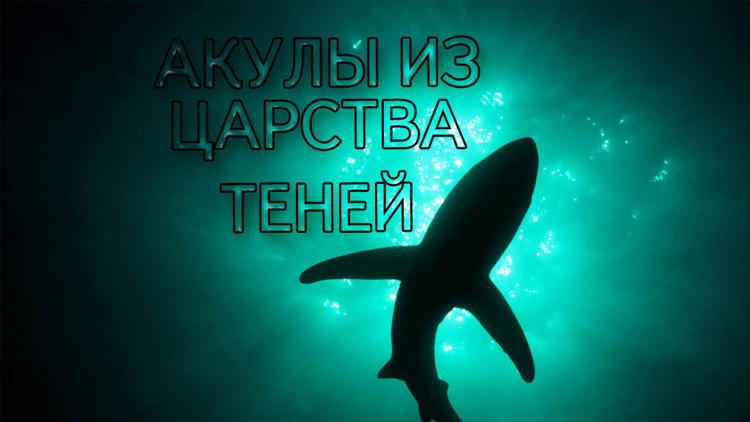 Постер Акулы из царства теней