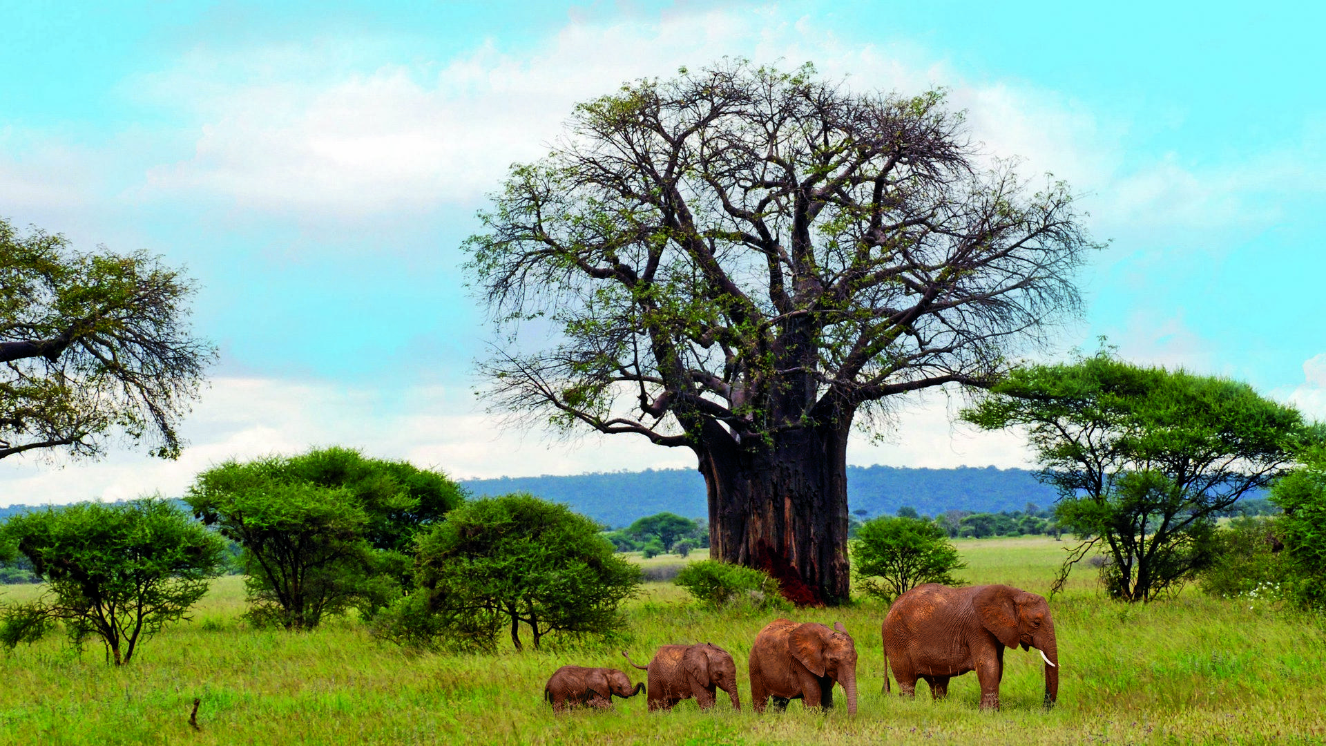 Танзания. Пешее сафари в Африке (tanzanija-peshee-safari-v-afrike) Документальный фильм