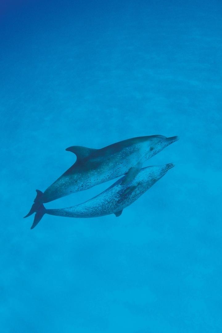 Ocean-TV (ocean-tv) Познавательное