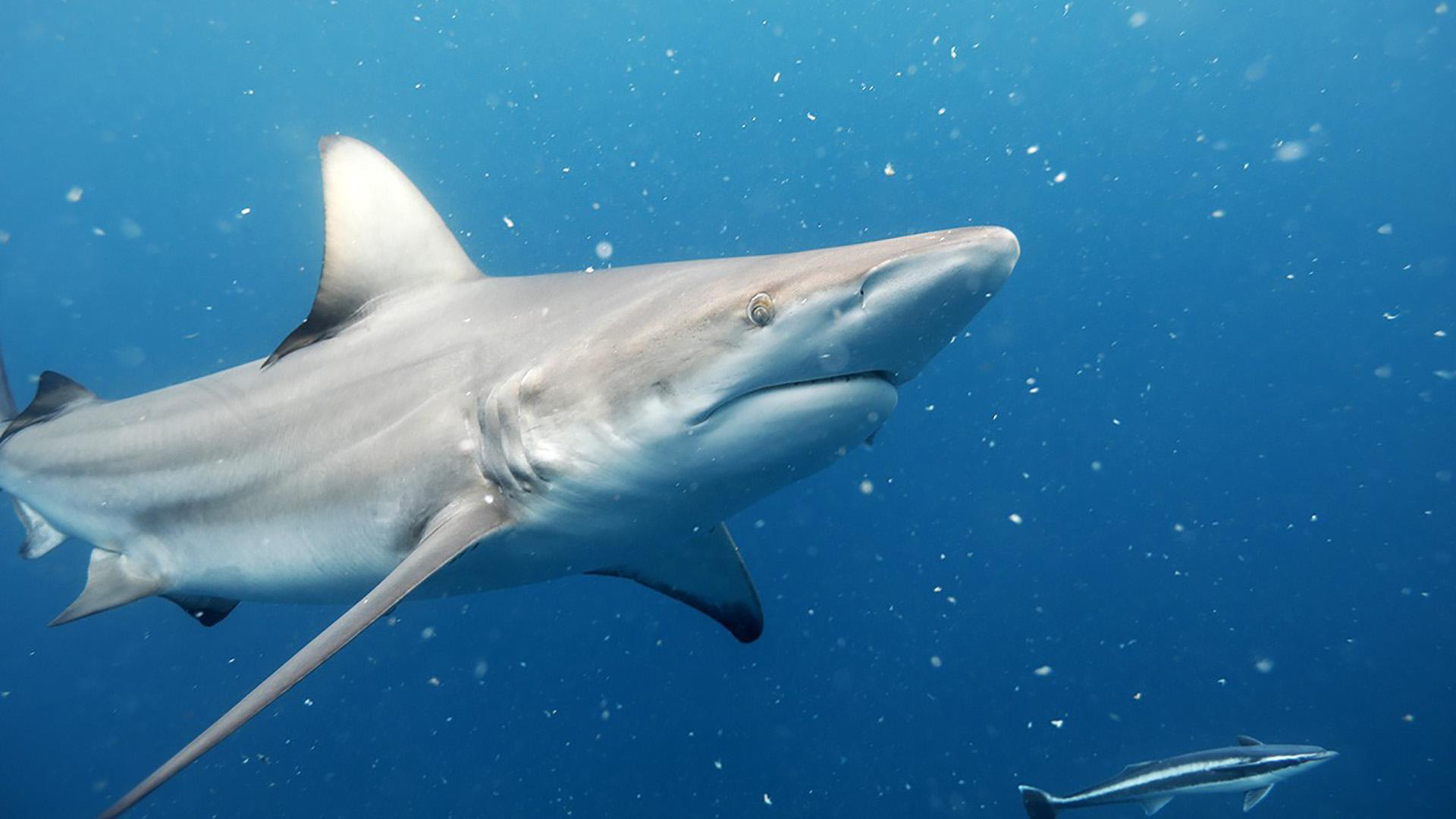 Царство больших акул (tsarstvo-bolshih-akul) Документальный фильм