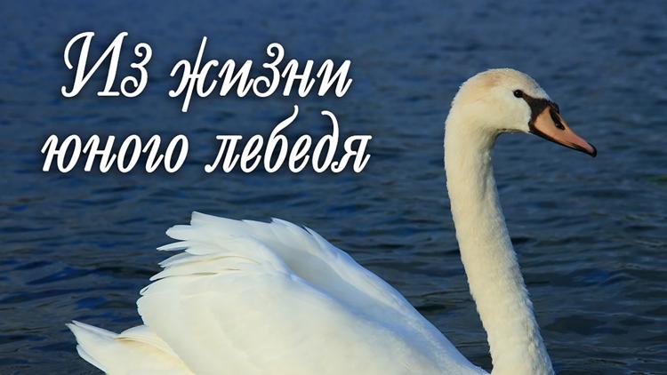 Постер Из жизни юного лебедя