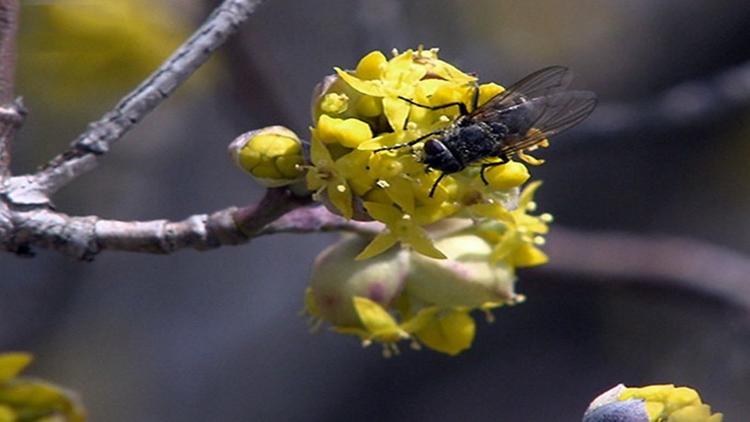 Постер Bombus Arılarının Sırları