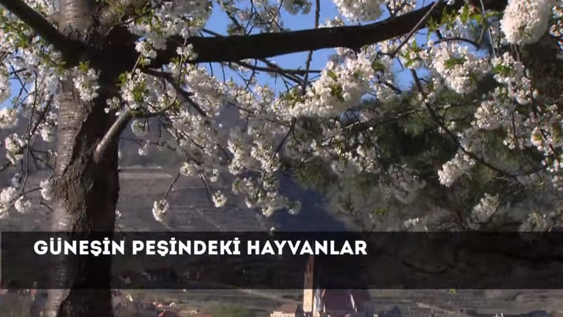Güneşin Peşindeki Hayvanlar (gnein-peindeki-hayvanlar) Документальный фильм