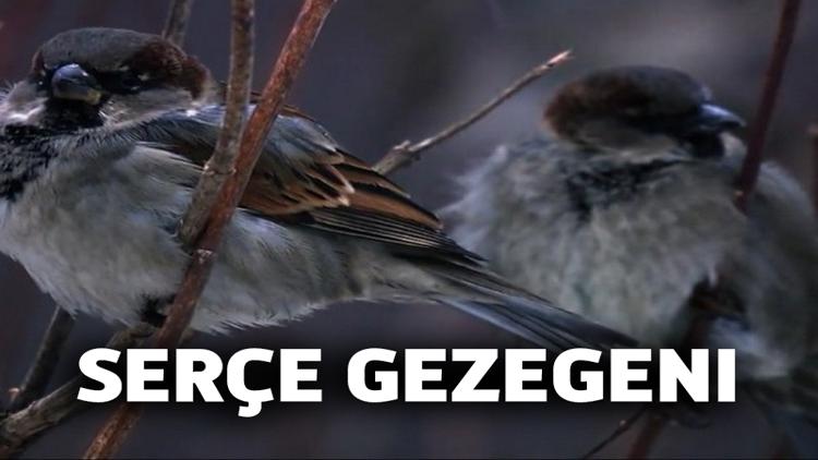 Постер Serçe Gezegeni