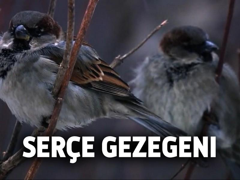 Serçe Gezegeni (sere-gezegeni) Документальный фильм