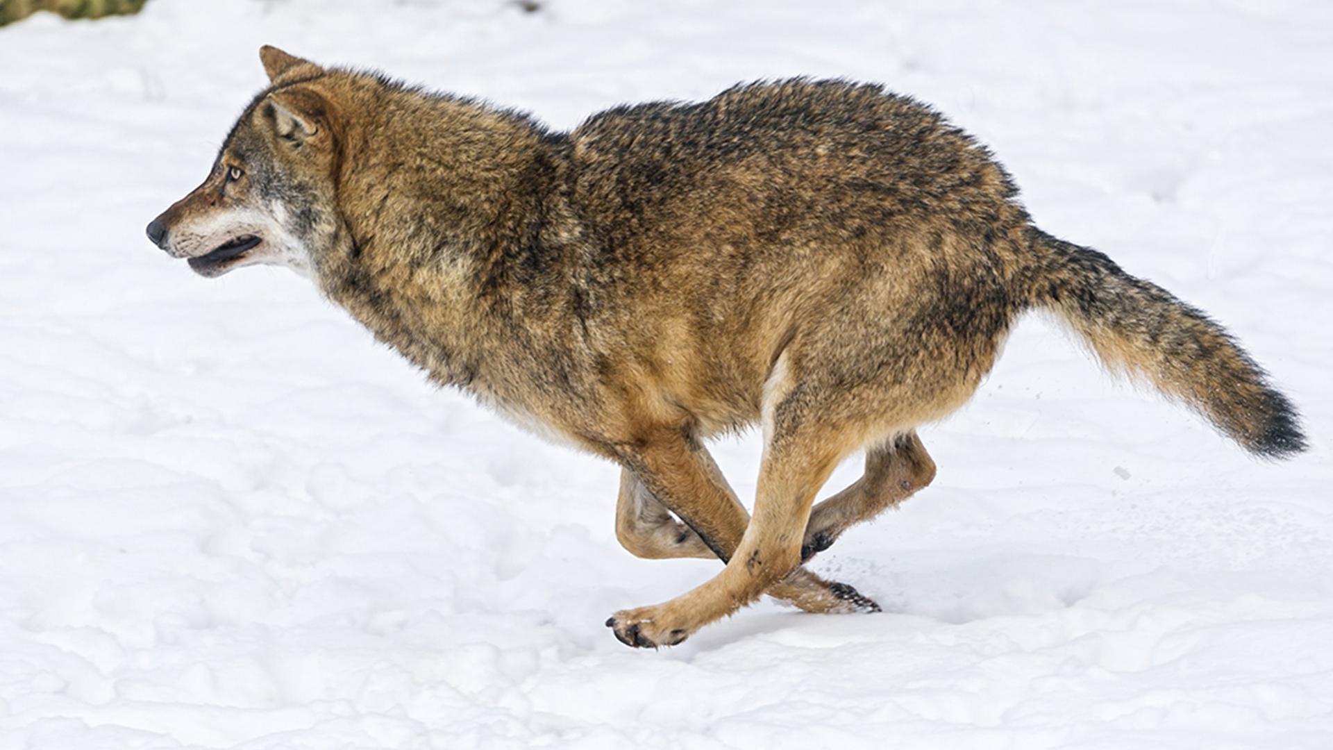 Бег с волками (beg-s-volkami) Документальный фильм