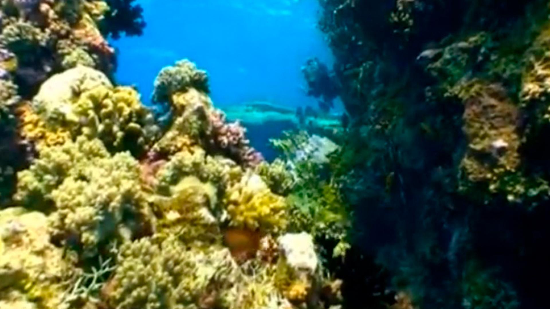 Жизнь рыб: Движение (zhizn-ryb-dvizhenie) Документальный фильм