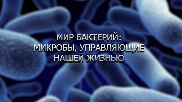 Постер Мир бактерий: микробы, управляющие нашей жизнью