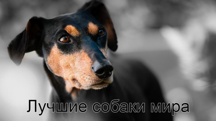 Постер Лучшие собаки мира